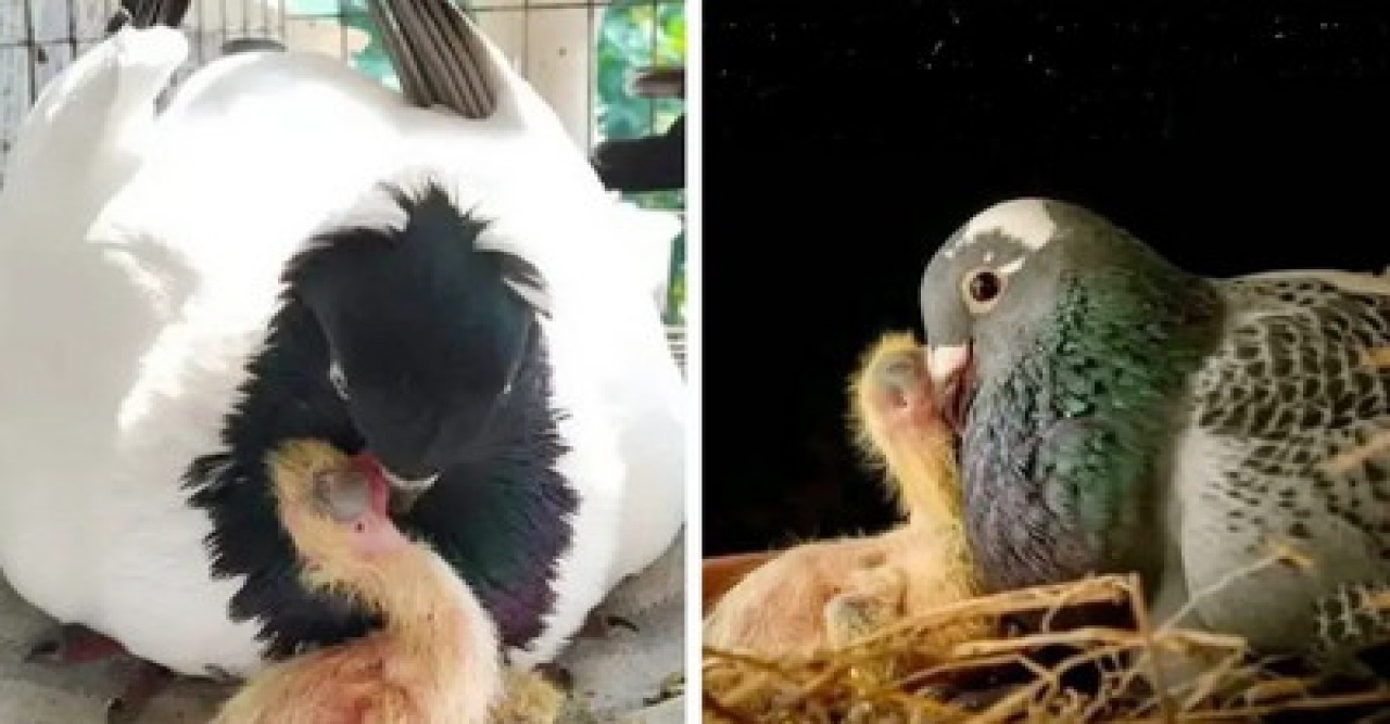 কবুতরও ‘দুধ’ দেয় কিন্তু কীভাবে