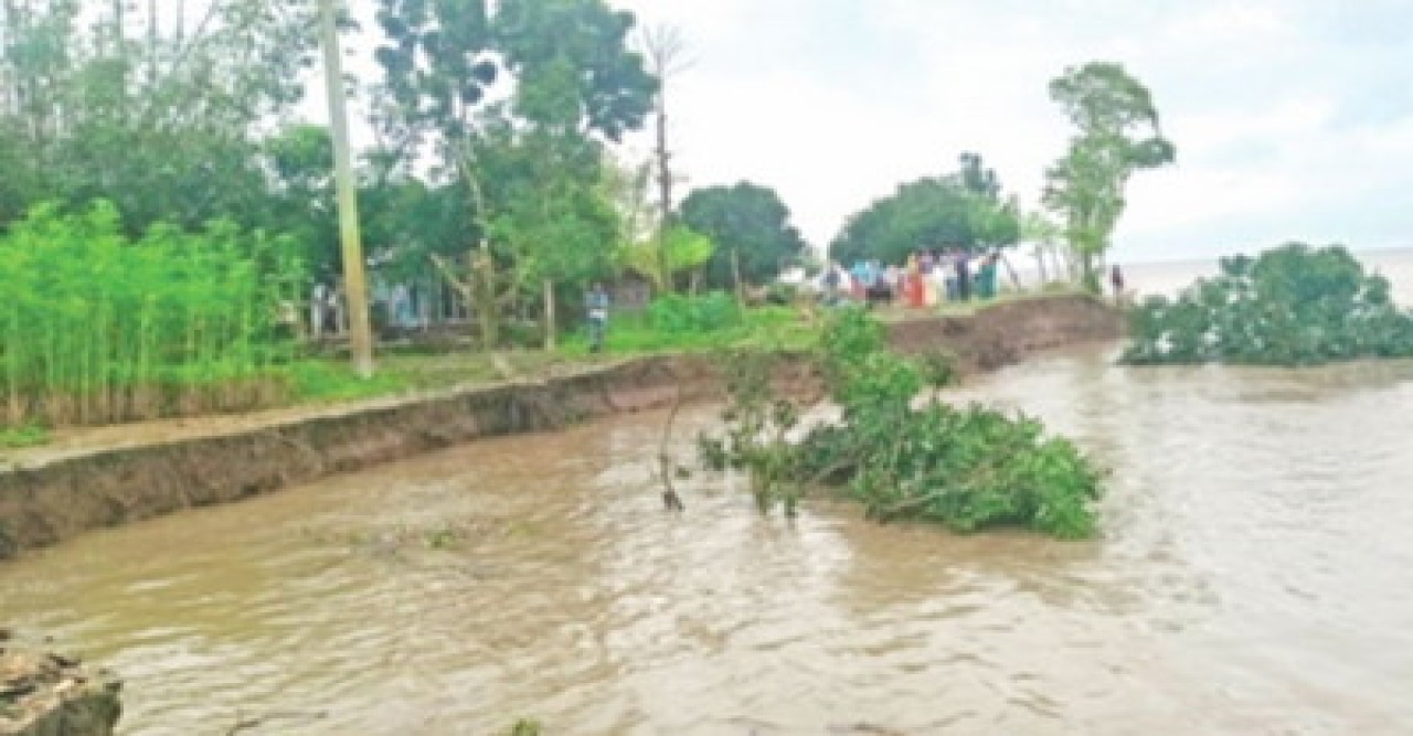 পদ্মার হঠাৎ ভাঙনে জমিসহ গাছপালা নদী গর্ভে