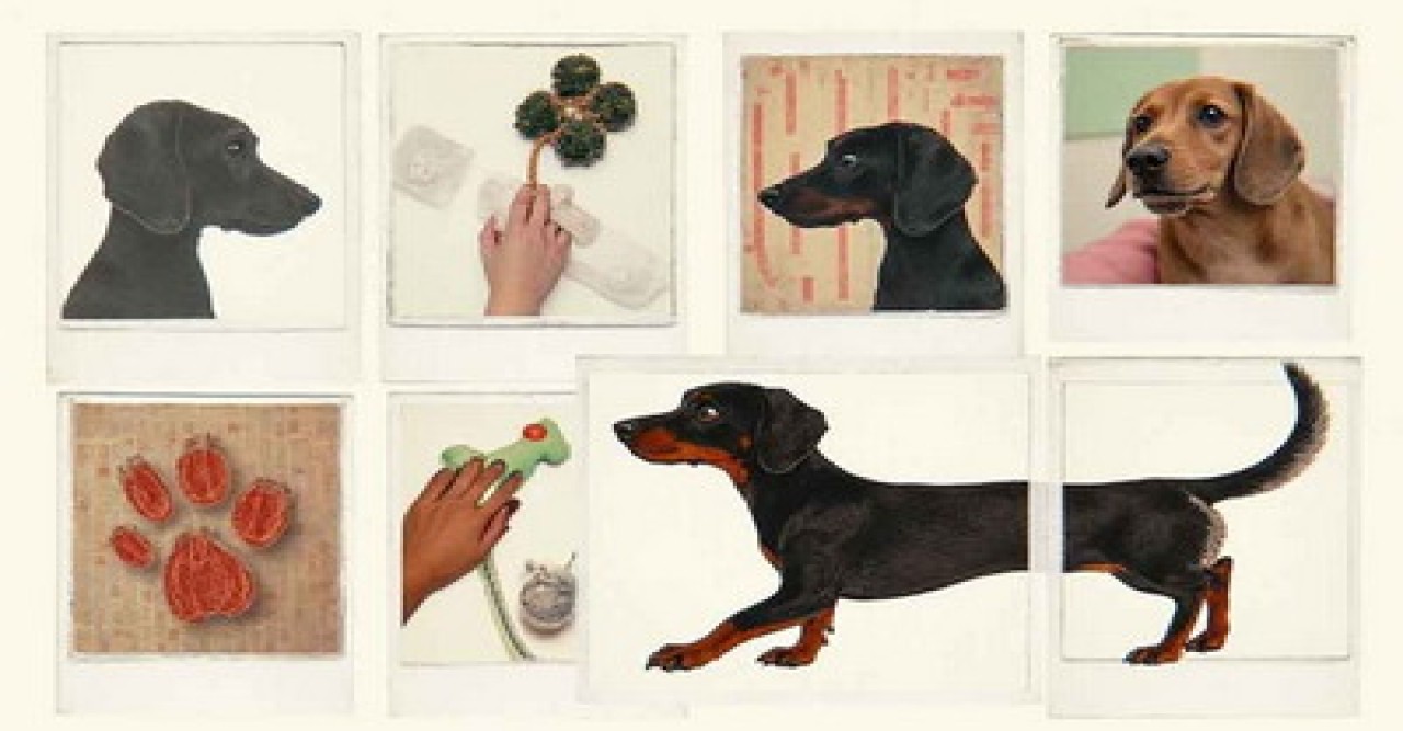 কুকুর নিয়ে ভ্রমণে গেলে দিতে হবে কর