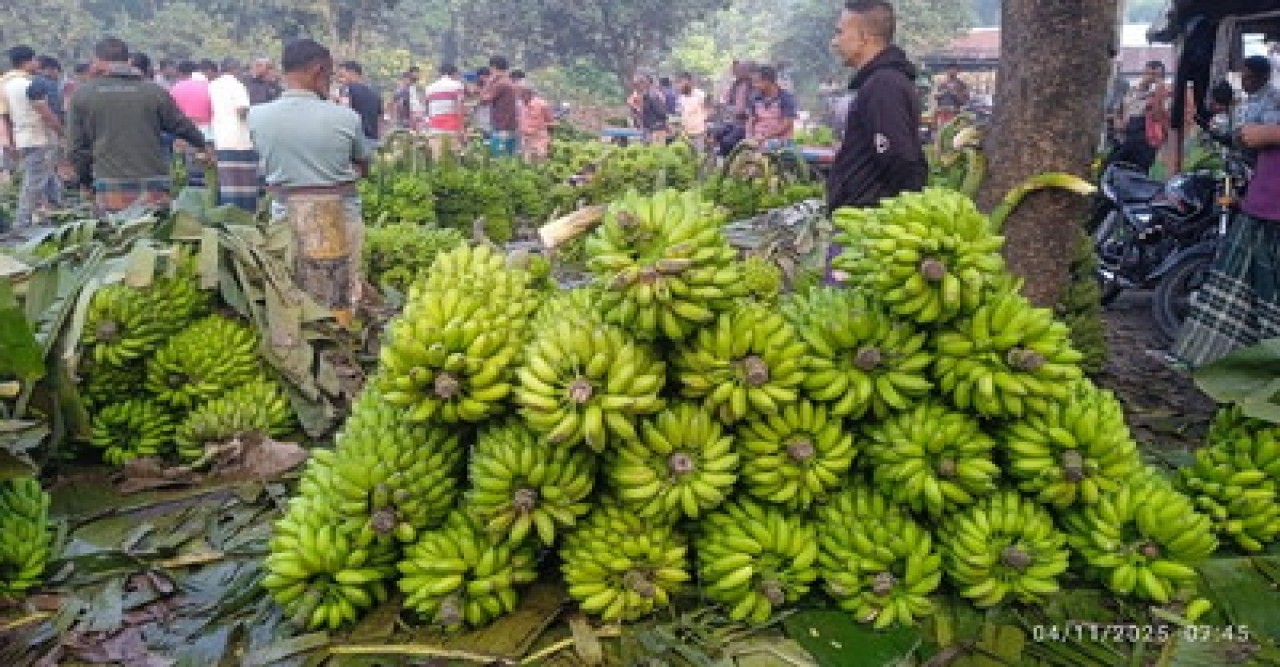 পুঠিয়ায় কলা চাষে কৃষকের মুখে হাসি