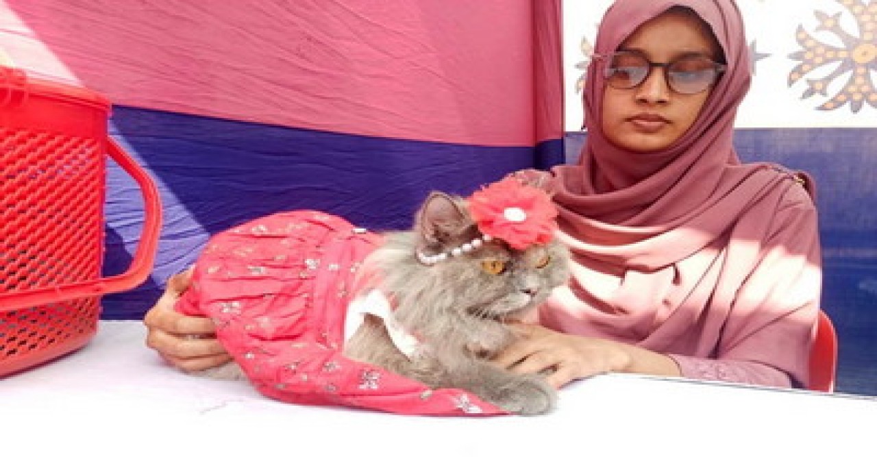 ‘পার্সিয়ান’ জাতের শখের বিড়াল পালনে মিলছে আনন্দ, সঙ্গ মানসিক প্রশান্তি