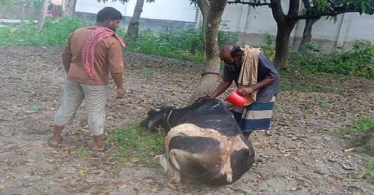 বাঘায় অগ্নিদগ্ধ গরুকে বাঁচাতে গিয়ে আহত গৃহবধু হাসপাতালে