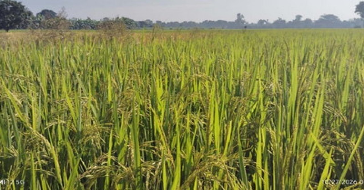 চারঘাটে রোপা আমনের বাম্পার ফলনের আশা