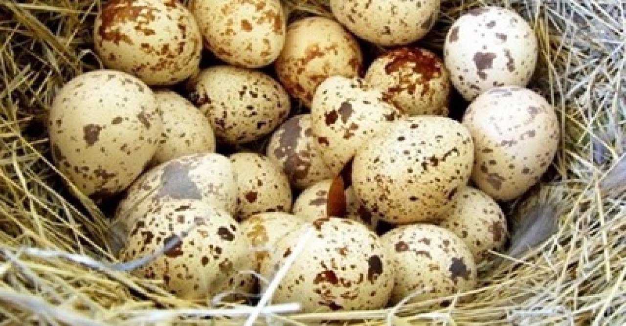 সকালে কোয়েলের ডিম খেলে পাবেন যত উপকার