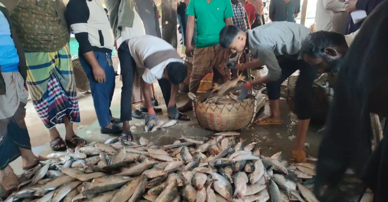 একটানে জালে উঠল ২০০ মণ ইলিশ