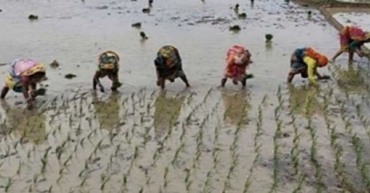 তানোরে কোমর বেঁধে চলছে আমন রোপণে কাজ