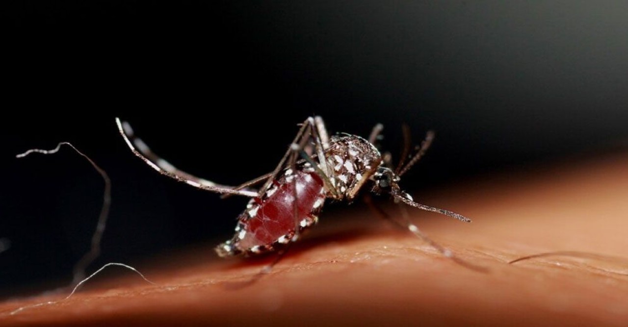 ডেঙ্গুতে আরও ৩ জনের মৃত্যু, হাসপাতালে ৫৮০ নতুন রোগী