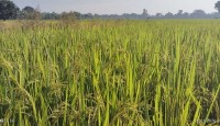 চারঘাটে রোপা আমনের বাম্পার ফলনের আশা