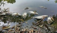 জমি সংক্রান্ত বিরোধের জেরে মহাদেবপুরে পুকুরের মাছ নিধনের অভিযোগ