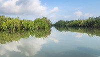 সুন্দরবনের চরে ৬২ জনকে রেখে গেছে বিএসএফ